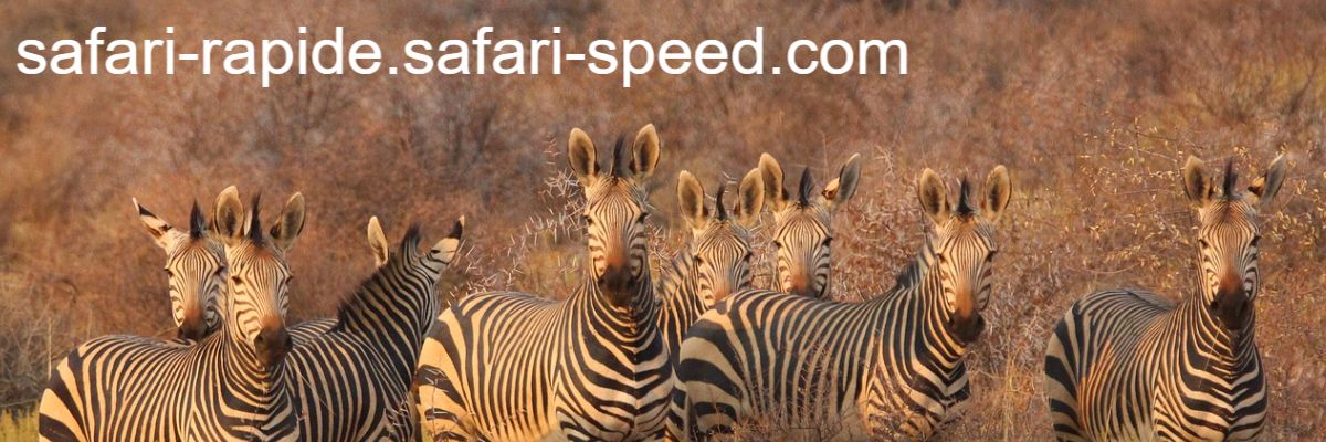 safari-rapide.safari-speed.com